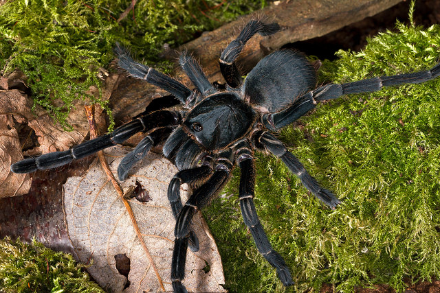 Tuy nhiên, may mắn là loài nhện này rất hiếm khi cắn người. Ảnh blogspot.