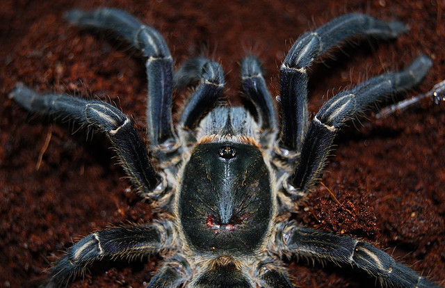 Mặc dù có ngoại hình rất gớm ghiếc nhưng nhện hùm vẫn được chế biến thành nhiều món khác nhau hoặc được dùng để ngâm rượu. Ảnh blogspot.