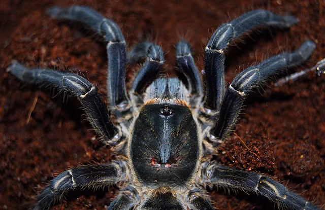 Mặc dù có ngoại hình rất gớm ghiếc nhưng nhện hùm vẫn được chế biến thành nhiều món khác nhau hoặc được dùng để ngâm rượu. Ảnh blogspot.