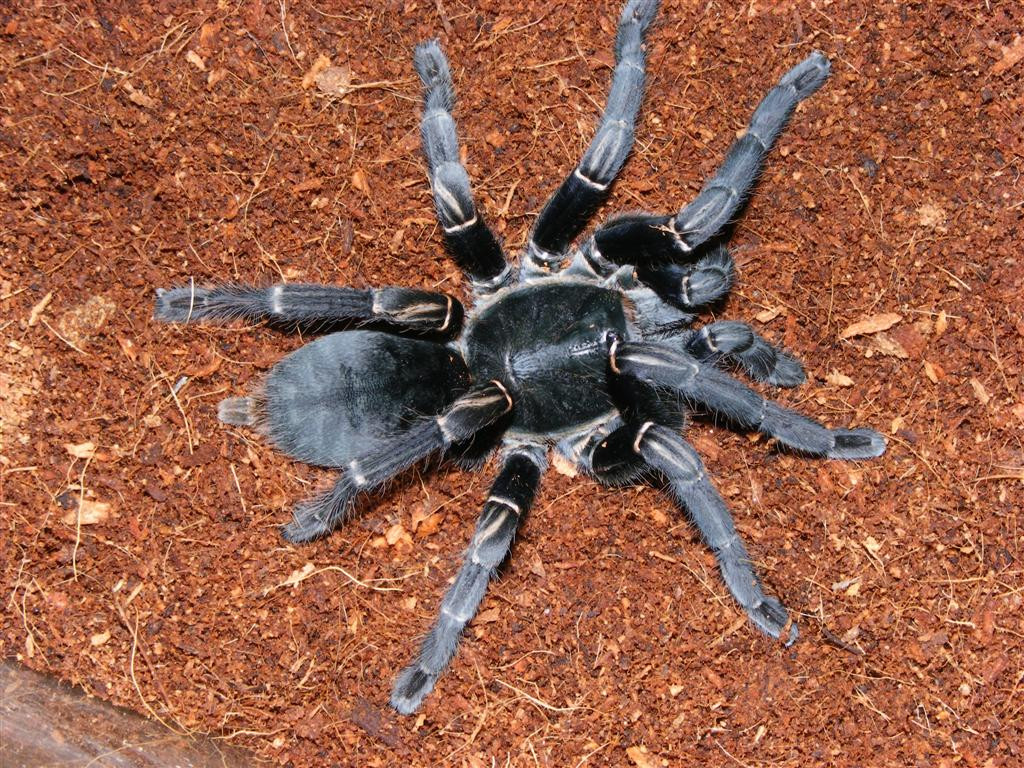 Nhện hùm thường kiếm ăn vào ban đêm. Ảnh photobucket.