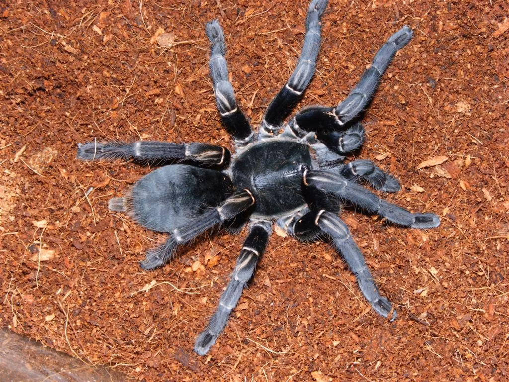 Nhện hùm thường kiếm ăn vào ban đêm. Ảnh photobucket.