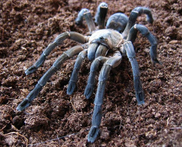 Nhện hùm là loài nhện rất độc. Người bị nhện hùm cắn sẽ đau buốt đến điêu đứng và có thể tử vong nếu bị sốc phản vệ với nọc nhện. Ảnh blogspot.