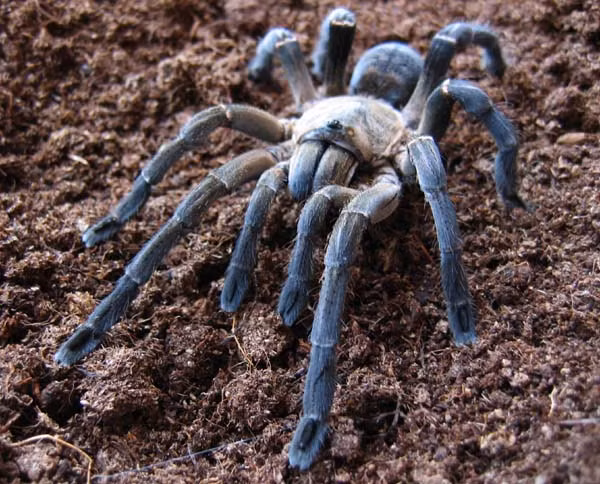 Nhện hùm là loài nhện rất độc. Người bị nhện hùm cắn sẽ đau buốt đến điêu đứng và có thể tử vong nếu bị sốc phản vệ với nọc nhện. Ảnh blogspot.