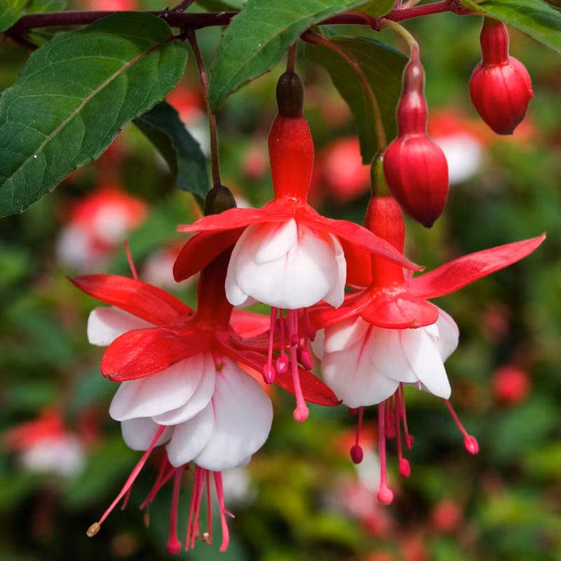 Hoa đèn lồng có nguồn gốc từ Nam Mỹ. Loài hoa này có danh pháp khoa học là Fuchsia, thuộc họ Anh thảo chiều. Hiện tại, chi đèn lồng có khoảng 100 loài hoa. Ảnh khoahocphattrien.