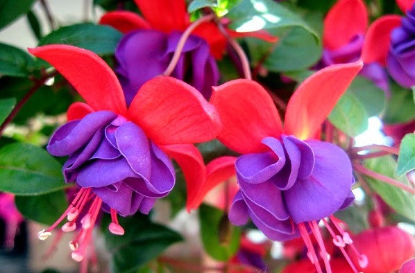 Hoa đèn lồng thường được trồng chậu trang trí ban công, hiên nhà, sân thượng, trong các chậu treo trưng ở quán cà phê, khách sạn, nhà hàng, sân vườn nhà phố… Người ta còn trồng lồng đèn thành bụi lớn, tạo giàn tô điểm cho căn nhà. Ảnh blogcaycanh.