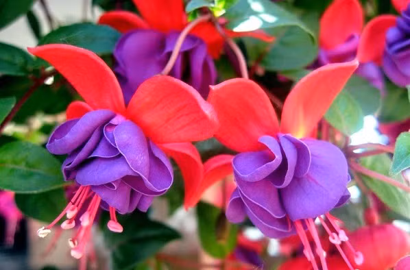 Hoa đèn lồng thường được trồng chậu trang trí ban công, hiên nhà, sân thượng, trong các chậu treo trưng ở quán cà phê, khách sạn, nhà hàng, sân vườn nhà phố… Người ta còn trồng lồng đèn thành bụi lớn, tạo giàn tô điểm cho căn nhà. Ảnh blogcaycanh.