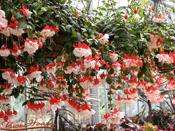 Ở Việt Nam, hoa đèn lồng được trồng chủ yếu ở những vùng lạnh như Sapa, Đà Lạt. Ảnh hoala.