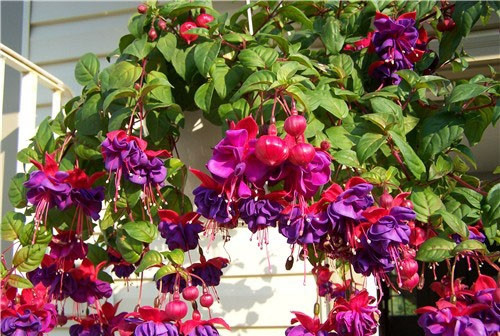 Hoa đèn lồng có vẻ đẹp và ý nghĩa tốt lành nên được người chọn lựa để trưng bày trong nhà hoặc làm quà biếu tặng bạn bè, người thân. Ảnh blogcaycanh.