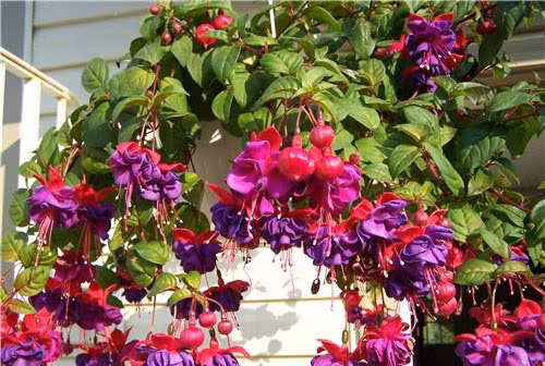 Hoa đèn lồng có vẻ đẹp và ý nghĩa tốt lành nên được người chọn lựa để trưng bày trong nhà hoặc làm quà biếu tặng bạn bè, người thân. Ảnh blogcaycanh.