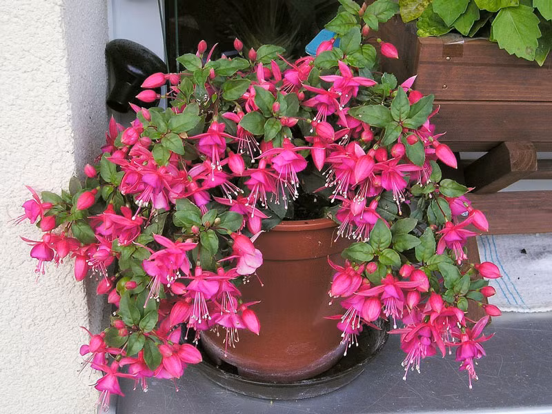 Trong thế giới các loài hoa, hoa đèn lồng thể hiện tình yêu nồng nhiệt, yêu với cả trái tim. Ảnh khoahocphattrien.