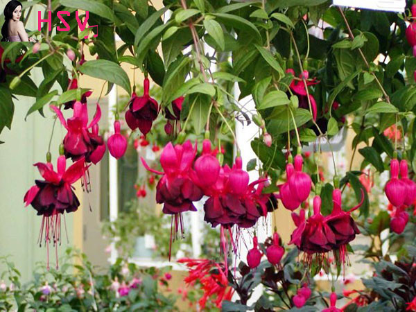 Hoa đèn lồng thường có màu tím đỏ, tím trắng, hồng…với những bông hoa buông rủ thướt tha. Ở giữa bông hoa có các tua dạng hoa dâm bụt. Ảnh huongsacvn.