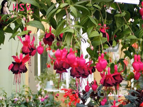 Hoa đèn lồng thường có màu tím đỏ, tím trắng, hồng…với những bông hoa buông rủ thướt tha. Ở giữa bông hoa có các tua dạng hoa dâm bụt. Ảnh huongsacvn.