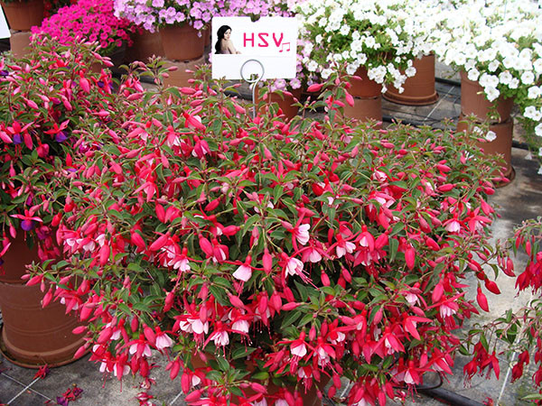 Hoa đèn lồng còn được biết đến với tên gọi khác là hoa bông tai công nương, hồng hoa đăng hay hoa vân anh. Loài hoa này có thể nở hoa rực rỡ quanh năm. Ảnh huongsacvn.