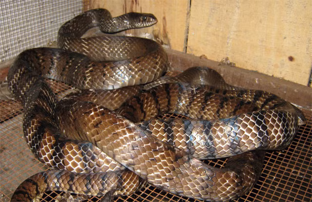  Rắn hổ hèo mặc dù không có độc nhưng cũng rất hung dữ. Nó có tên khoa học là Ptyas Mucosus, những con rắn sinh sống ngoài tự nhiên được xếp vào dạng cần bảo tồn, nằm trong Sách đỏ Việt Nam. Ảnh babahoangthon.