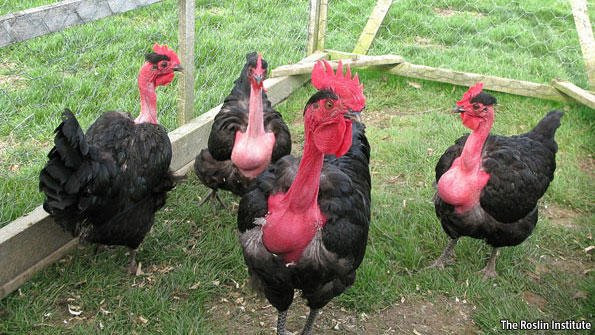 Một con gà cổ rắn đẹp phải sở hữu chiếc cổ dài từ 10cm -15cm, không có lông, đầu ngẩng cao, bộ lồng dày mượt. Ảnh steemit.