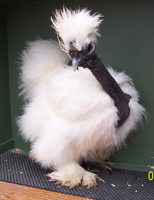  Gà cổ rắn là giống gà nổi tiếng khắp thế giới nhờ trọng lượng cơ thể lớn (3kg - 3,9kg/con), đẻ nhiều trứng và khả năng chịu nhiệt tốt hơn so với các giống gà khác. Ảnh wordpress.