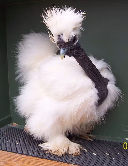  Gà cổ rắn là giống gà nổi tiếng khắp thế giới nhờ trọng lượng cơ thể lớn (3kg - 3,9kg/con), đẻ nhiều trứng và khả năng chịu nhiệt tốt hơn so với các giống gà khác. Ảnh wordpress.