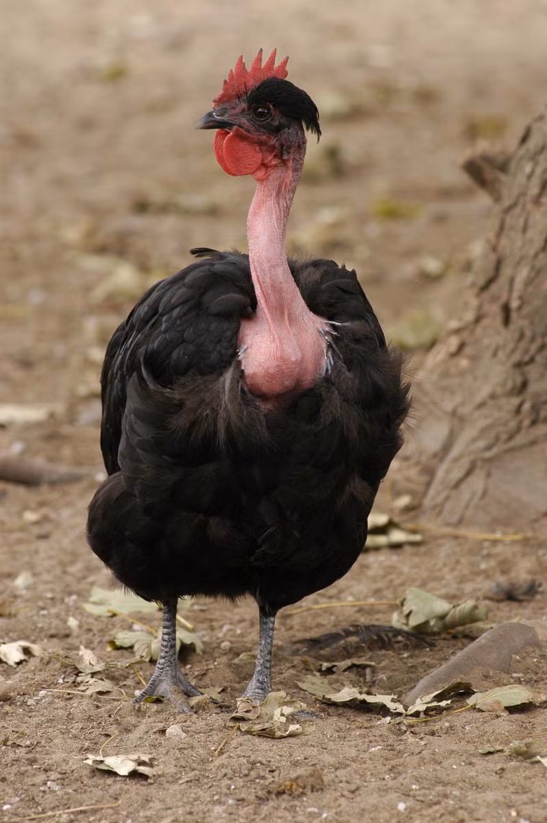 Gà cổ rắn có nhiều màu lông khác nhau như nâu, đen, vàng, trắng, xám... Ảnh geneconservation.