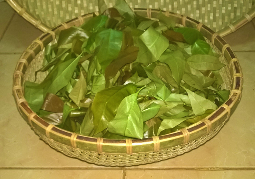 Rau bép được người Kinh coi như là một loại rau sạch trong khi đồng bào thiểu số Tây Nguyên lại tin dùng làm thuốc quý. Ảnh koho.