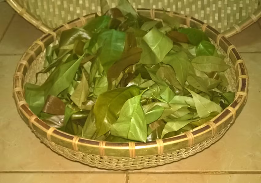 Rau bép được người Kinh coi như là một loại rau sạch trong khi đồng bào thiểu số Tây Nguyên lại tin dùng làm thuốc quý. Ảnh koho.