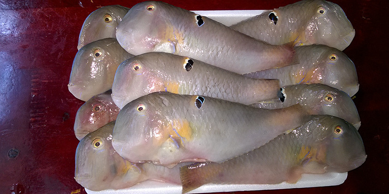 Cá mó còn có tên gọi khác là cá lưỡi mèo. Họ Cá mó bao gồm 10 chi với khoảng 100 loài cá sinh sống trong môi trường nước mặn, chủ yếu là vùng biển nhiệt đới. Ảnh bachhoaxanh.