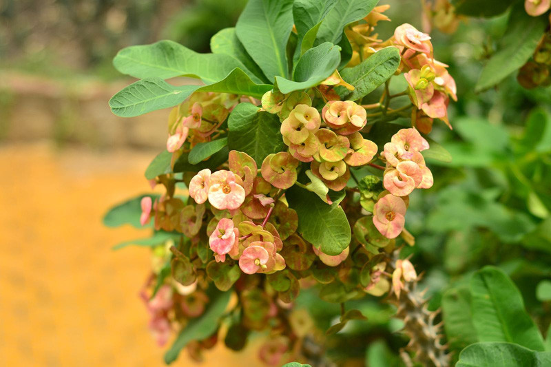 Ở Thái Lan, hoa xương rồng bát tiên có tên gọi là Siamese lucky Plant, mang ý nghĩa là may mắn. Ảnh congviendamsen.