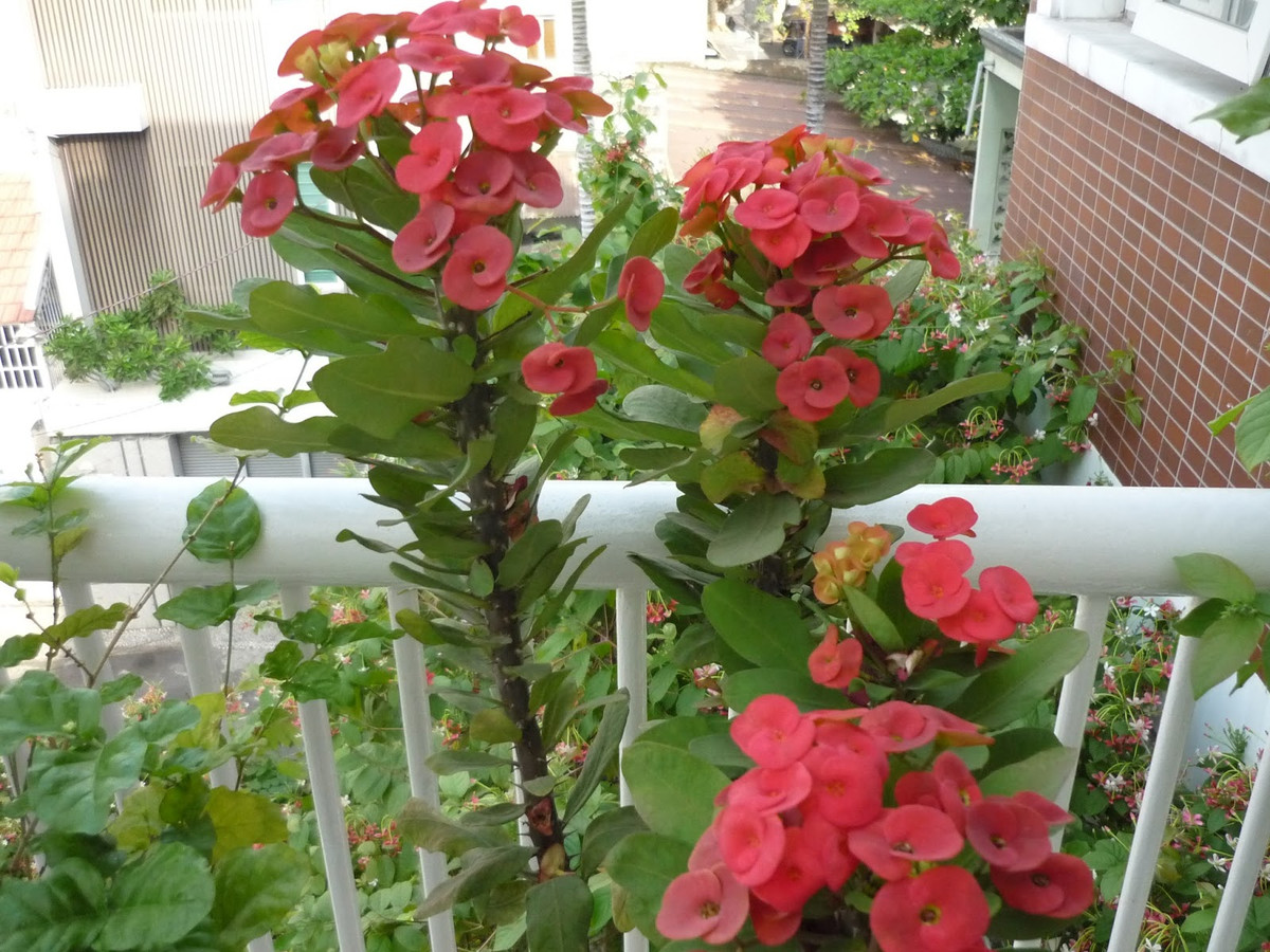 Hoa xương rồng bát tiên có thể sống khỏe trong điều kiện nắng nóng hoặc ít nước. Vì vậy mà nó thường được trồng làm hàng rào hoặc trang trí trong nhà. Ảnh ydvn.