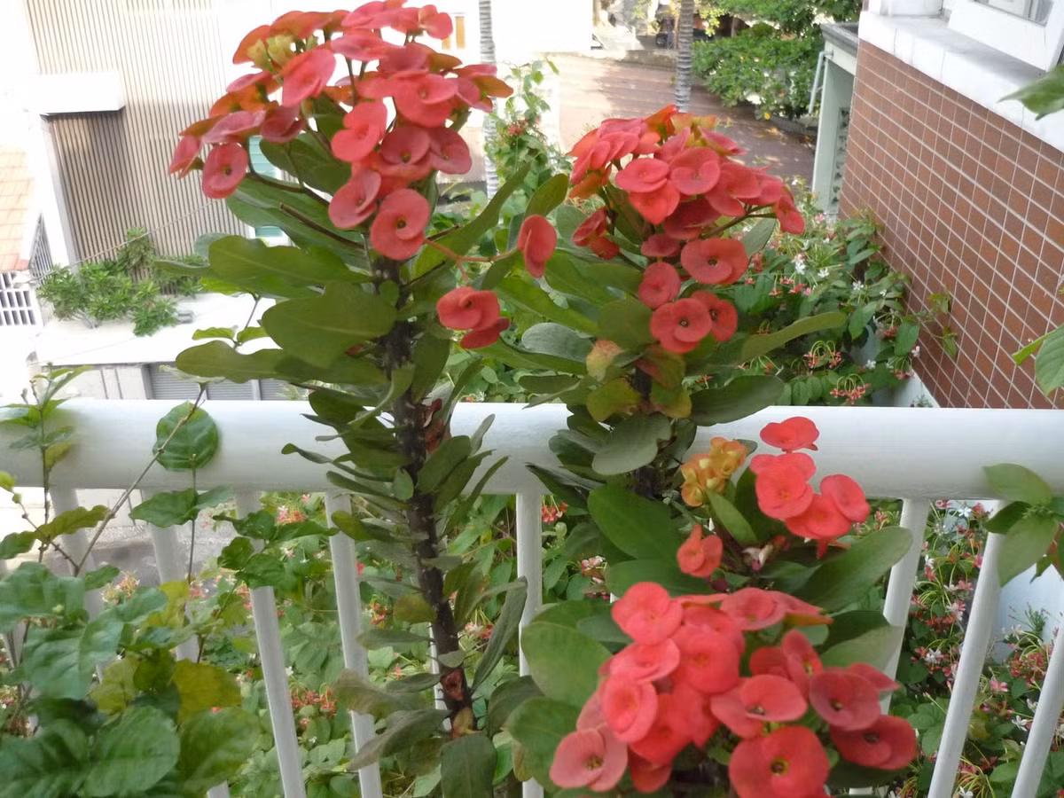 Hoa xương rồng bát tiên có thể sống khỏe trong điều kiện nắng nóng hoặc ít nước. Vì vậy mà nó thường được trồng làm hàng rào hoặc trang trí trong nhà. Ảnh ydvn.