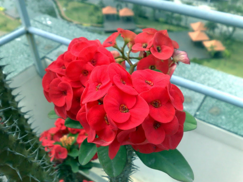 Mặc dù đẹp nhưng xương rồng bát tiên lại là loài cây độc, không nên trồng trong nhà, đặc biệt là những gia đình có trẻ nhỏ. Ảnh hoasaigon.