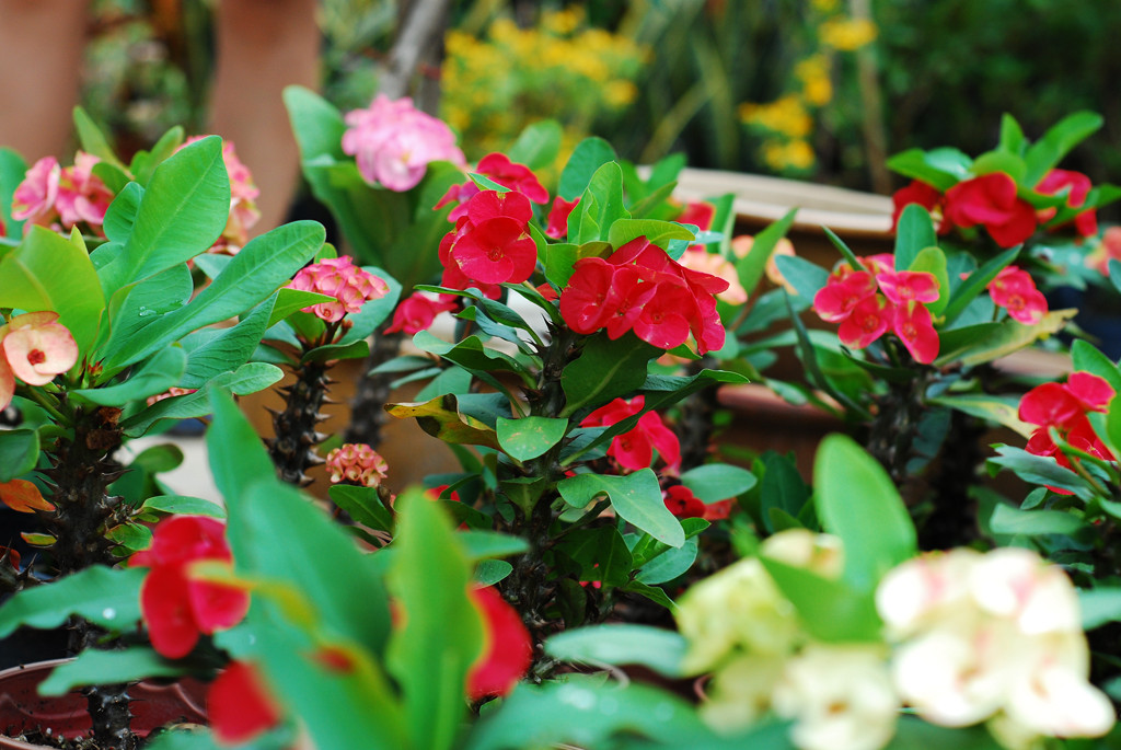 Hoa xương rồng bát tiên có tên khoa học là Euphorbia milii - tên của vị thống đốc đảo Reunion, ngài Baron Pierre-Bernard Milius. Ảnh vuonxanhcuaban.