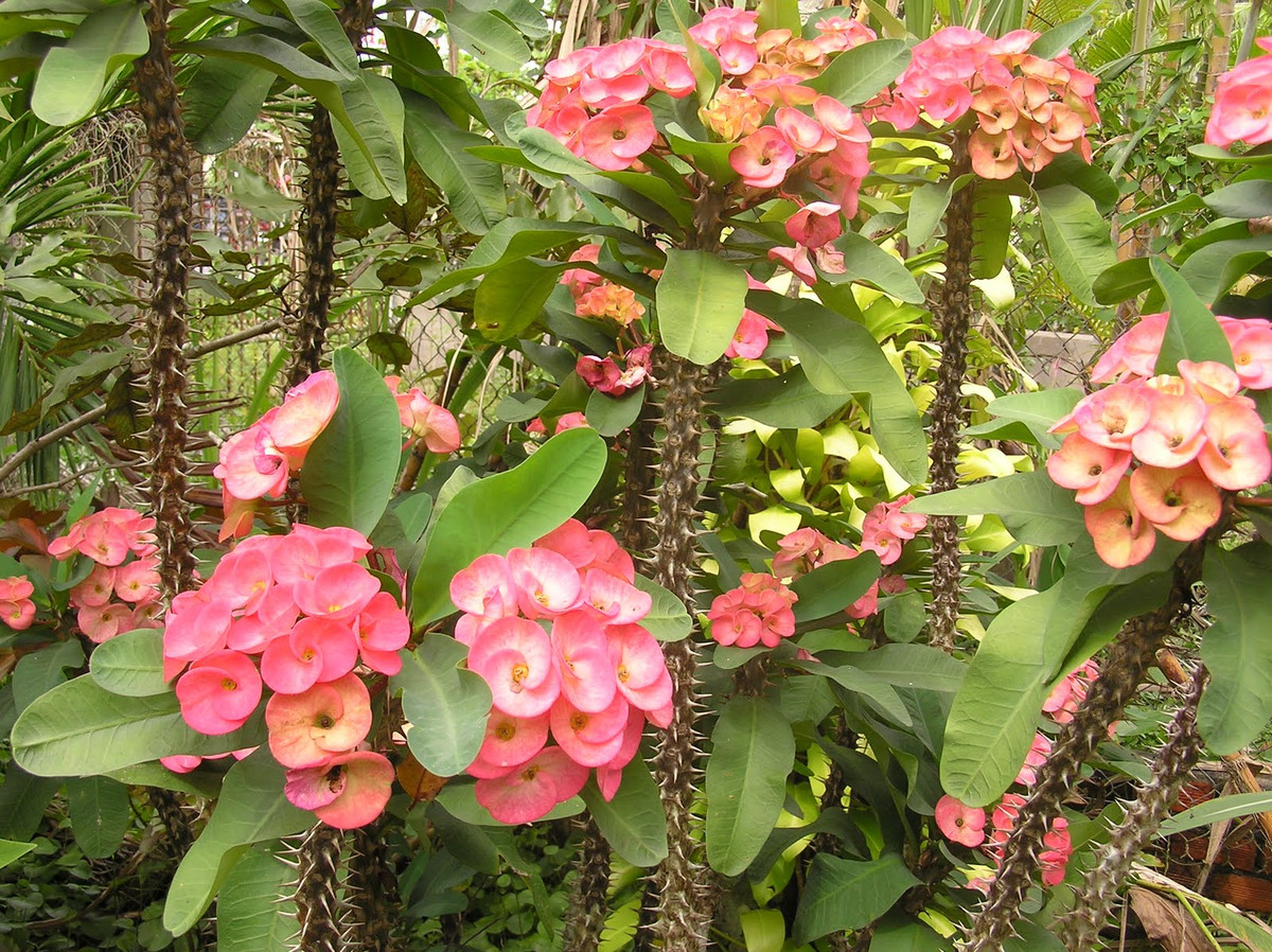 Lý do vì thân của cây hoa xương bát tiên rất nhiều gai. Bên cạnh đó, nhựa của cây sẽ gây bỏng rát da khi tiếp xúc. Ảnh blogspot.