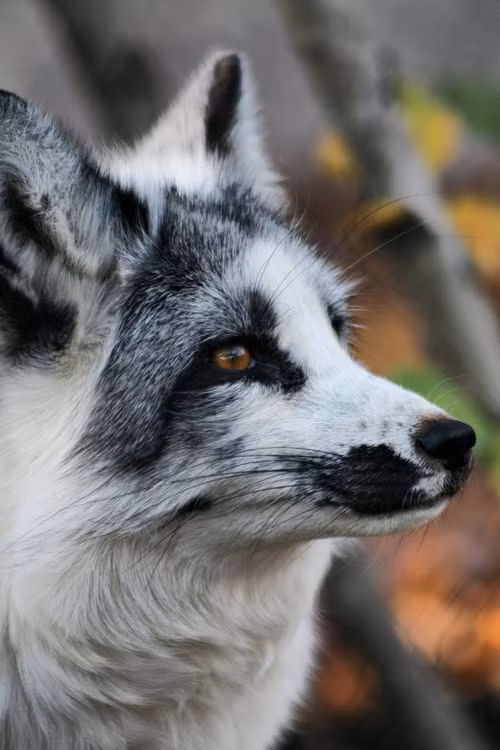  Cáo lông cẩm thạch Bắc Cực là một thành viên của nhánh cáo đỏ. Loài cáo này sở hữu bộ lông màu trắng pha đen rất đẹp mắt. Ảnh Whicdn.