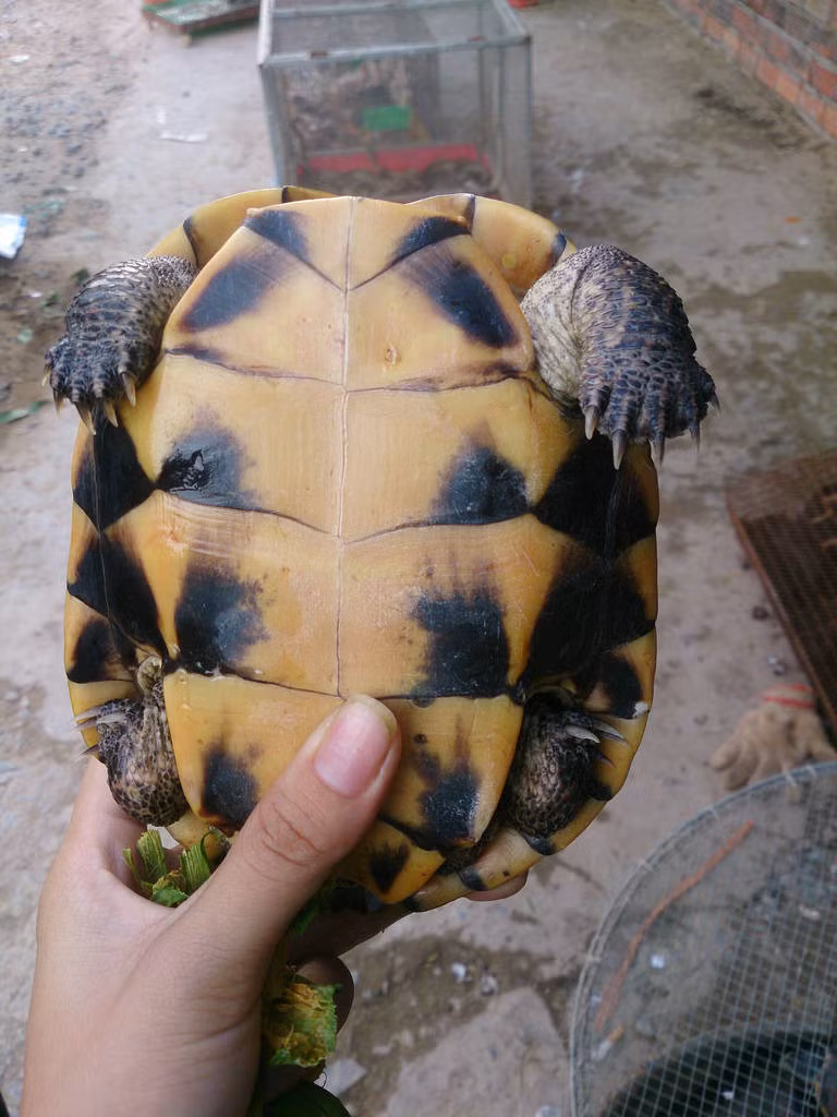  Rùa ba gờ ăn các loại động vật như ốc, tôm, tép, trai, hến nhỏ... Ảnh staticflickr.