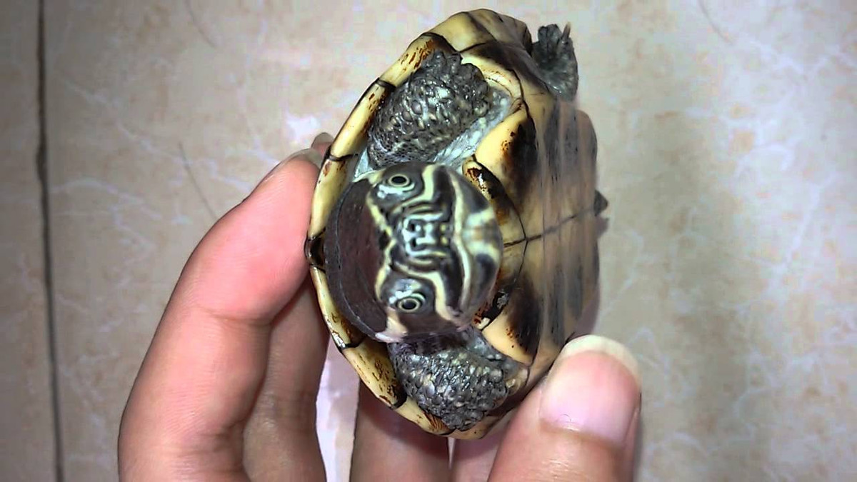 Rùa ba gờ có cái đầu to có những sọc màu trắng sữa xung quanh mắt. Yếm cứng, màu vàng có những đốm đen khá lớn. Ảnh ytimg.