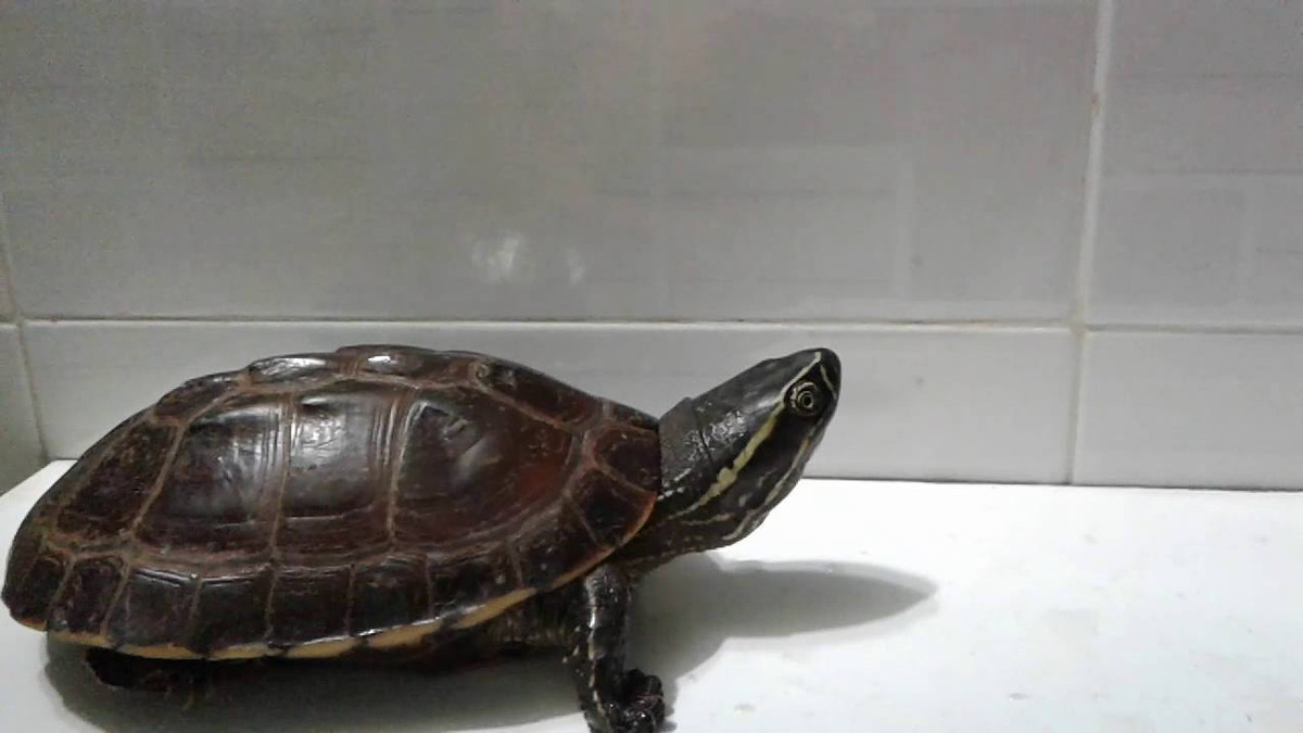 Ở Lào, rùa ba gờ có khả năng bị đe dọa. Ảnh ytimg.