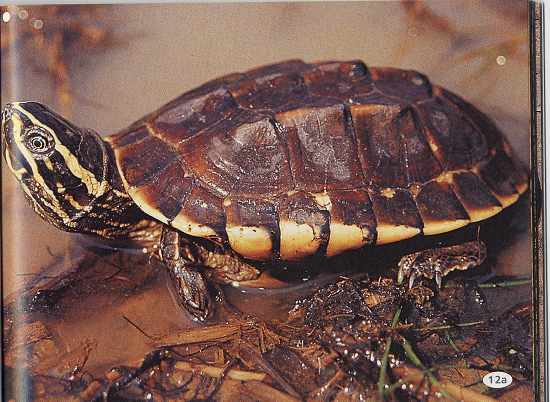 Rùa ba gờ thường sống ở kênh, rạch, hồ ao, đầm lầy kể cả ruộng lúa nước, nơi nước chảy chậm. Ảnh kiemlamangiang.