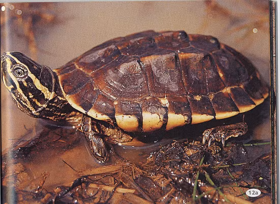 Rùa ba gờ thường sống ở kênh, rạch, hồ ao, đầm lầy kể cả ruộng lúa nước, nơi nước chảy chậm. Ảnh kiemlamangiang.