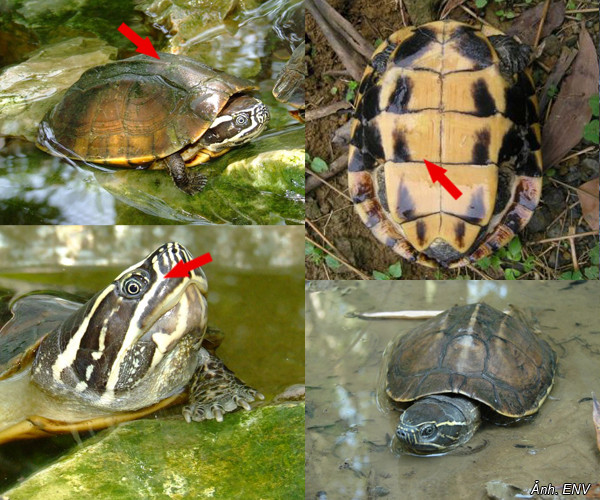 Trên thế giới, rùa ba gờ phân bố ở Indonesia, Lào, Campuchia, Thái Lan... Ảnh thiennhien.