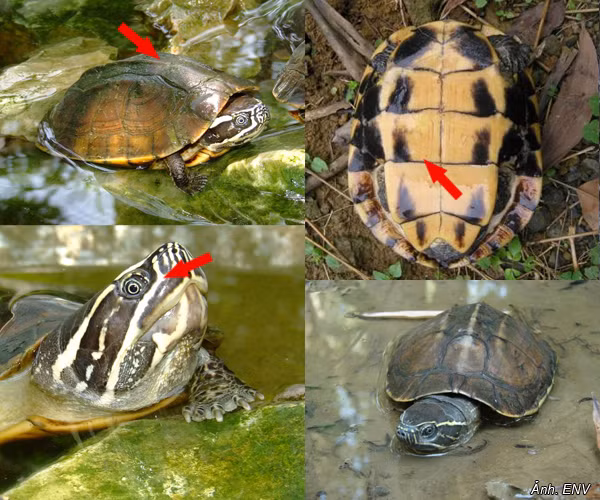 Trên thế giới, rùa ba gờ phân bố ở Indonesia, Lào, Campuchia, Thái Lan... Ảnh thiennhien.