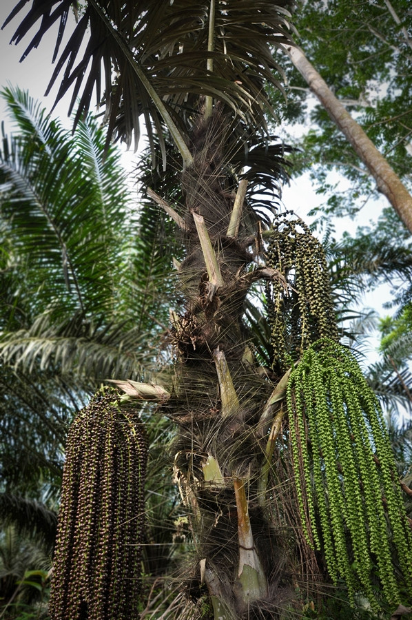 Cây tà vạt còn là loại cây làm rượu phổ biến của đồng bào các dân tộc Ve, Tà Riềng nhưng người Cơ Tu mới là bậc thầy về chế biến loại rượu này. Ảnh cadao.