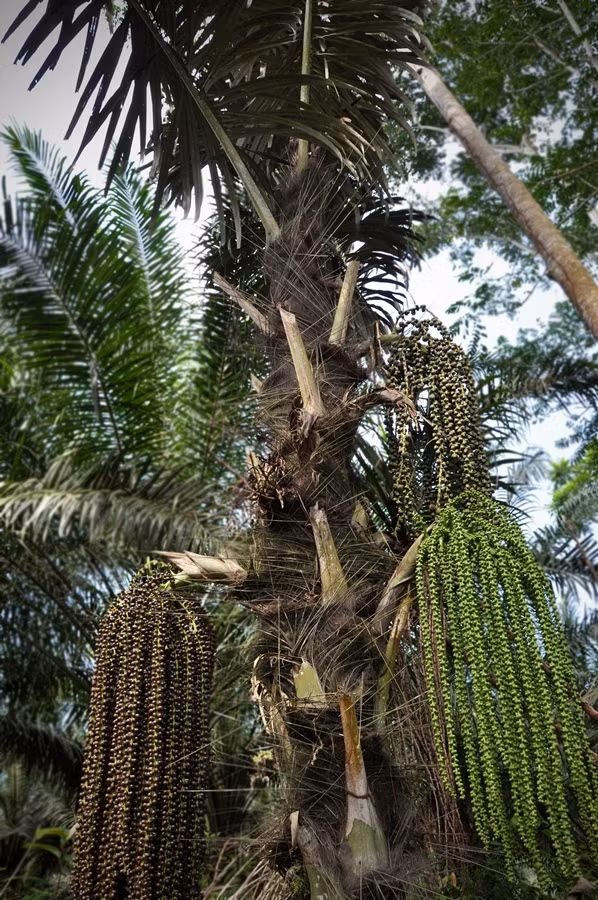 Cây tà vạt còn là loại cây làm rượu phổ biến của đồng bào các dân tộc Ve, Tà Riềng nhưng người Cơ Tu mới là bậc thầy về chế biến loại rượu này. Ảnh cadao.