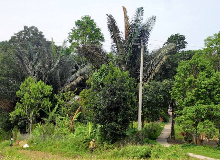 Đặc biệt, thứ nước vừa trong vừa ngọt rỉ ra từ quả cây tà vạt, khi lên men cho thêm vài thứ lá nữa sẽ thành rượu - đặc sản riêng của đồng bào Cơ Tu. Ảnh blogspot.