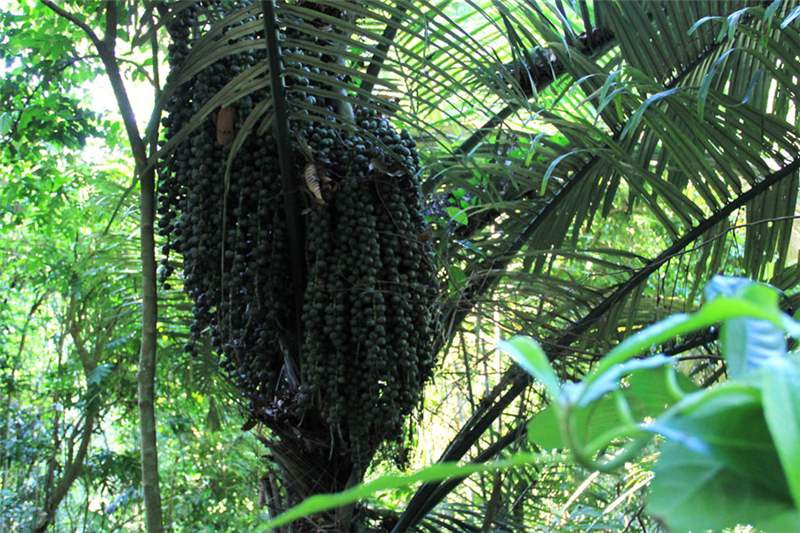 Từ tháng 8 đến Tết Nguyên Đán là khoảng thời gian cây tà vạt cho nhiều nước nhất. Ảnh hatdacnhatrang.