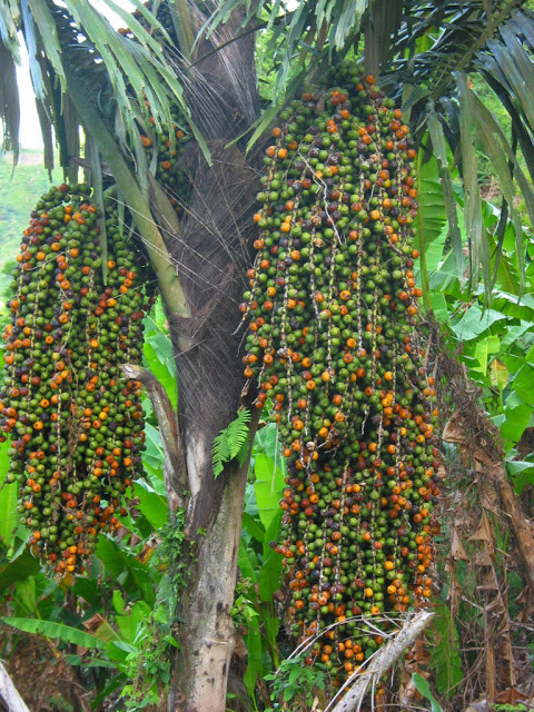 Cây tà vạt mọc tập trung thành từng cụm ở các triền núi thấp, gần khe, hố. Ảnh blogspot.