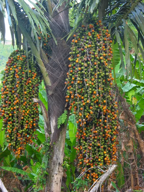 Cây tà vạt mọc tập trung thành từng cụm ở các triền núi thấp, gần khe, hố. Ảnh blogspot.