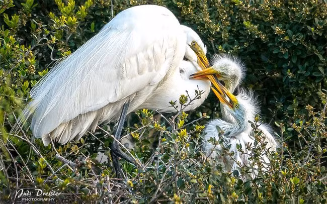  Loài cò tuyết có tên khoa học là Egretta thula. Đúng như tên gọi của nó, cò tuyết sở hữu bộ lông trắng tinh như tuyết rất đẹp. Ảnh khoahoc.