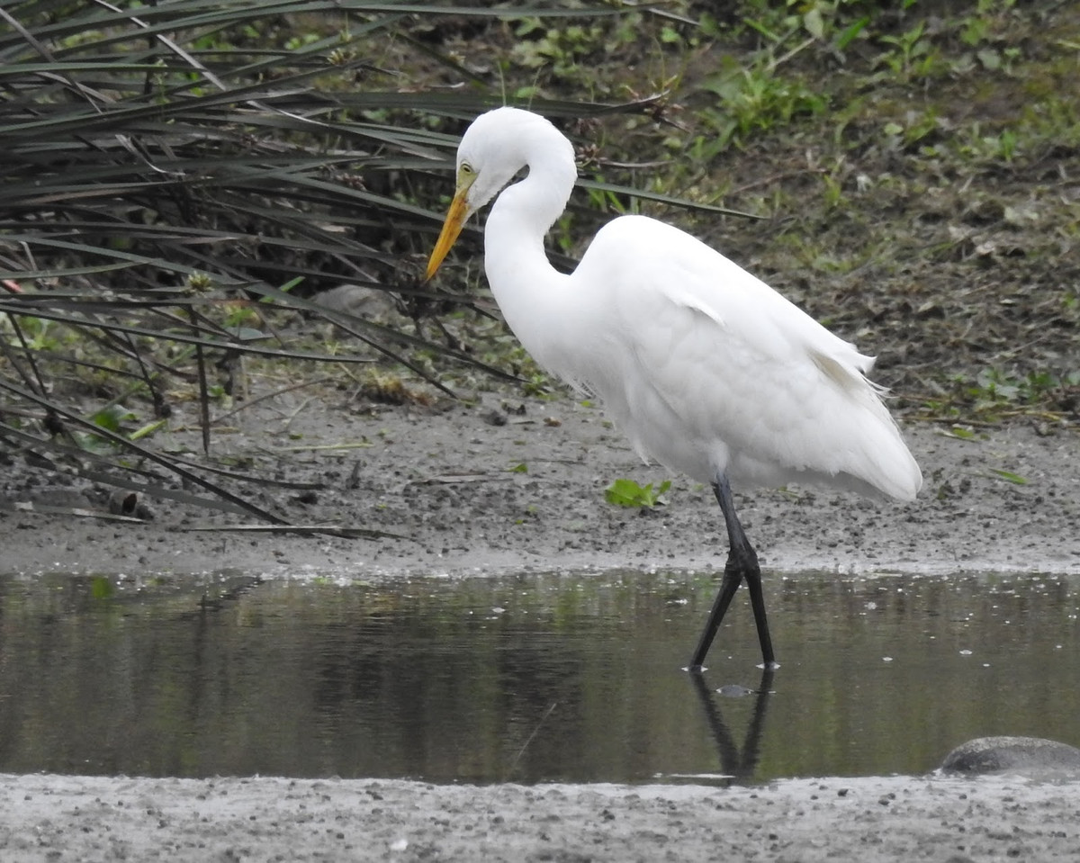 Mỗi lần sinh sản, cò tuyết thường đẻ 3 trứng, nhưng quả thứ ba lại chỉ nhận được có 1/2 hormone so với bình thường. Ảnh blogspot.