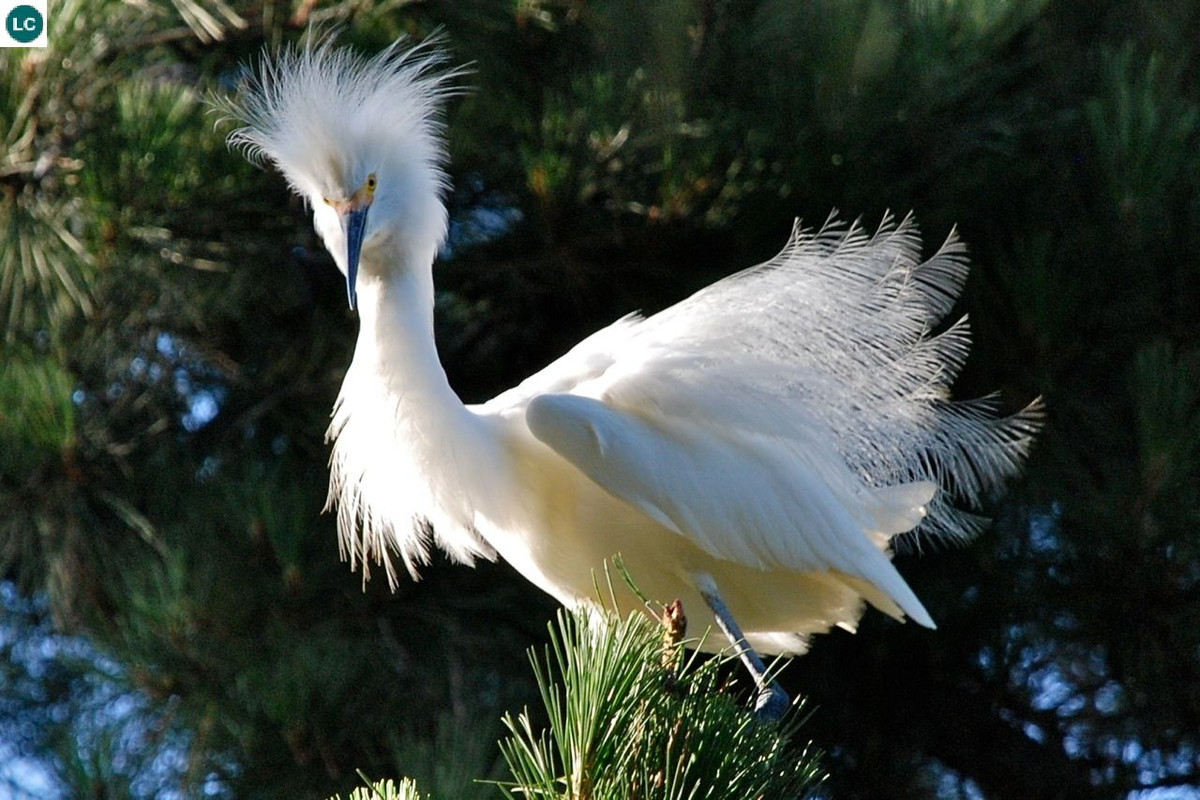 Cả cò tuyết bố và mẹ sẽ thay nhau ấp trứng cho tới khi con non nở ra. Ảnh pinimg.