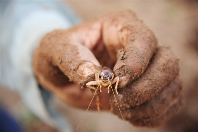 Một con dế cơm cái đẻ được khoảng 200 trứng. Tỷ lệ nở trứng dế cơm là 95%-97%. Ảnh nongnghiep.