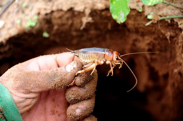 Dế cơm có thể được chế biến thành các món như dế chiên giòn, kho tiêu, rang muối ớt... Ảnh vov.